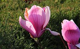 玉蘭花圖片