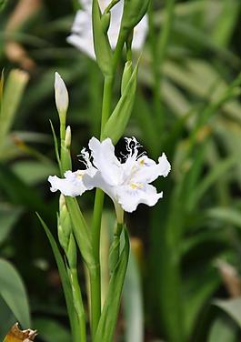 鳶尾花圖片