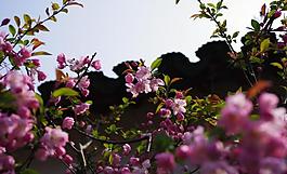 桃花圖片