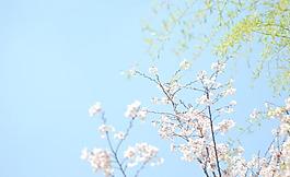 櫻花圖片