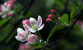 海棠花圖片