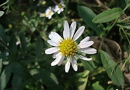 小白花 照片圖片