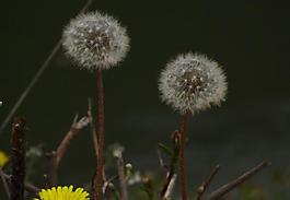 蒲公英圖片
