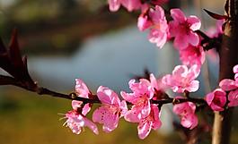 桃花圖片
