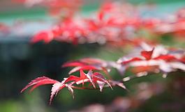 紅葉圖片