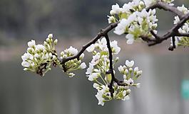 櫻花圖片