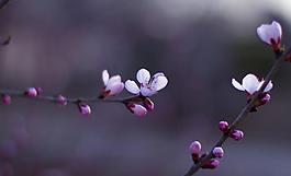 桃花圖片