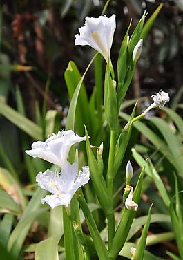 鳶尾花圖片