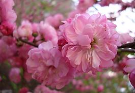 桃花圖片