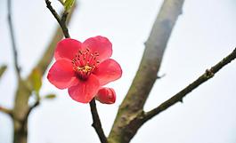 花朵图片