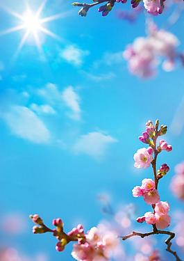 桃花圖片