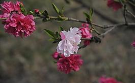 桃花圖片