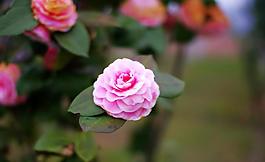 山茶花圖片