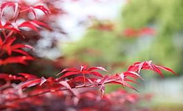 紅葉圖片