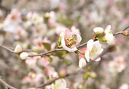 蜜蜂圖片