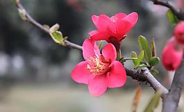 桃花圖片