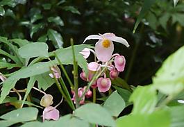 山花圖片