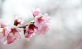 桃花圖片