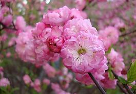 桃花圖片
