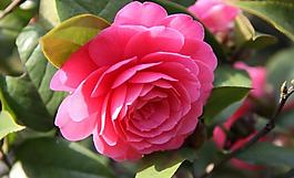 茶花圖片