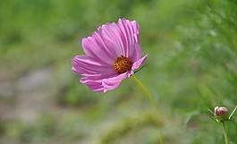 秋英花圖片