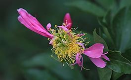 蘭花圖片