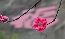 桃花圖片