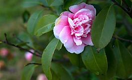 茶花圖片