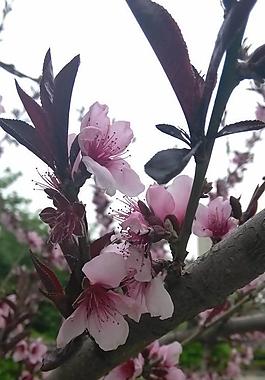 桃花圖片