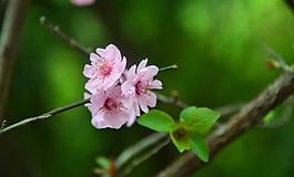 桃花圖片