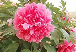 牡丹花圖片