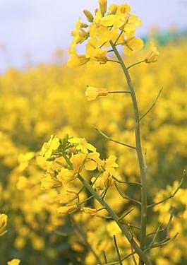 油菜花圖片