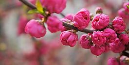 粉色花圖片