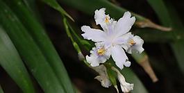 山花圖片