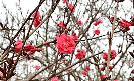 桃花圖片