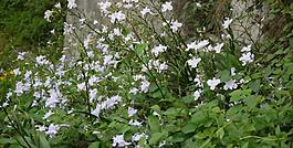 山花圖片