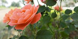 月季花 紅色圖片