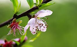 桃花圖片