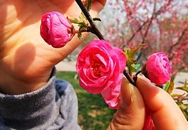 桃花圖片