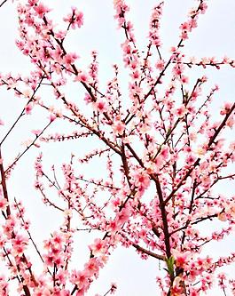 桃花圖片