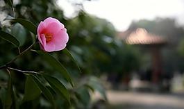 茶花圖片