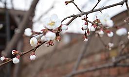 杏花圖片