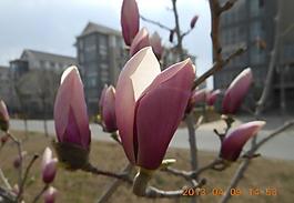 玉蘭花圖片