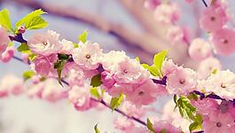 桃花圖片