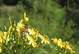蜜蜂采花圖片