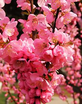 桃花圖片