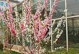 桃花圖片
