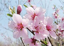 桃花圖片