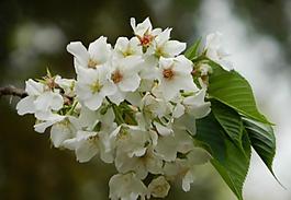 櫻花圖片