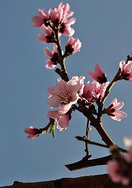 桃花圖片